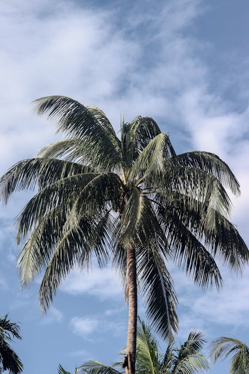 A Palm Tree against Blue Sky 