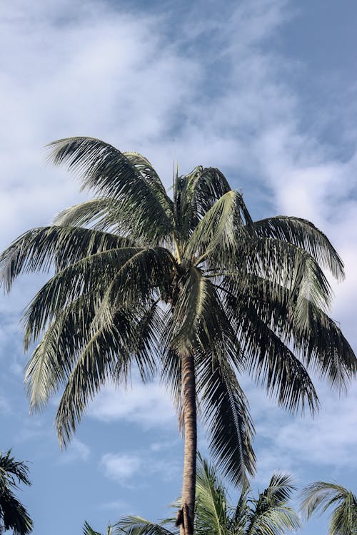 垂直拍攝, 夏天, 樹葉 的 免費圖庫相片