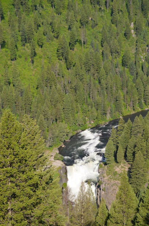 Ilmainen kuvapankkikuva tunnisteilla havupuut, lintuperspektiivi, luonto