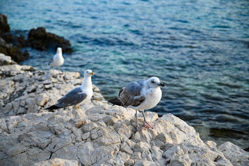 Seagulls on a Rocky Shore 