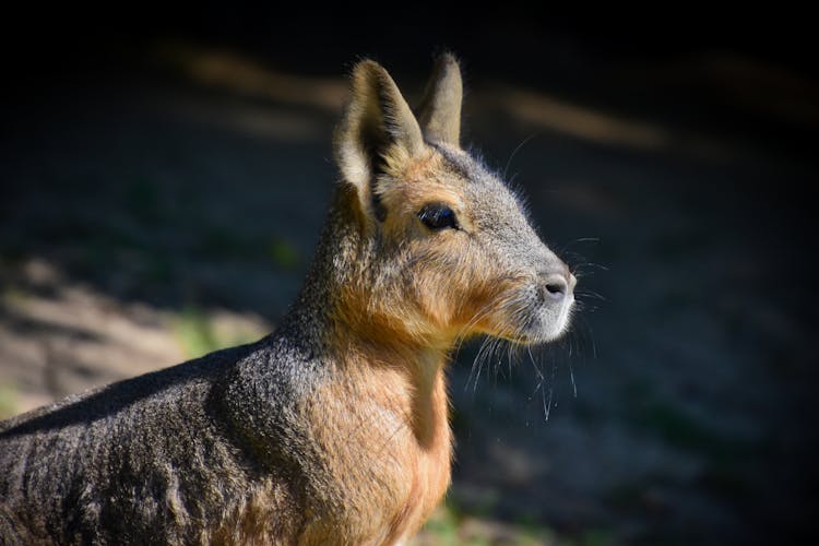 Closeup Of Patagonian Mara