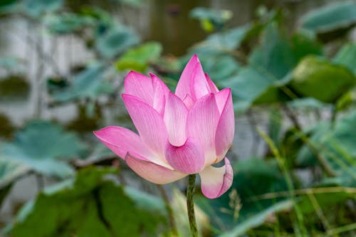 분홍색 꽃, 셀렉티브 포커스, 연꽃의 무료 스톡 사진