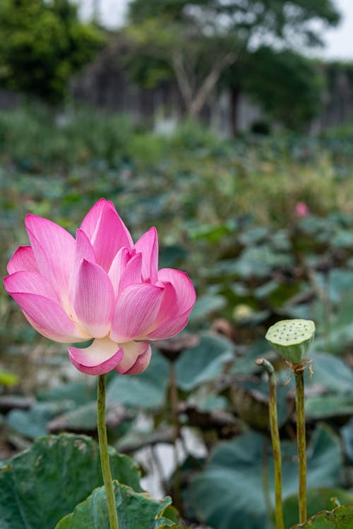 Základová fotografie zdarma na téma botanický, flóra, květ