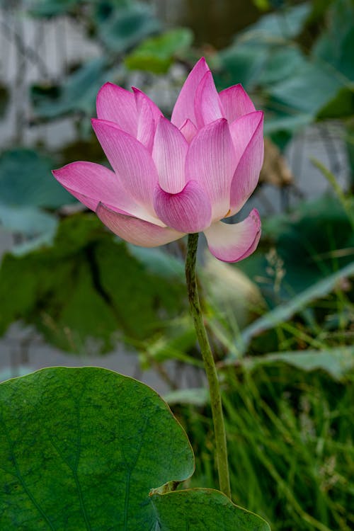 Close up of Pink Lotus Flower