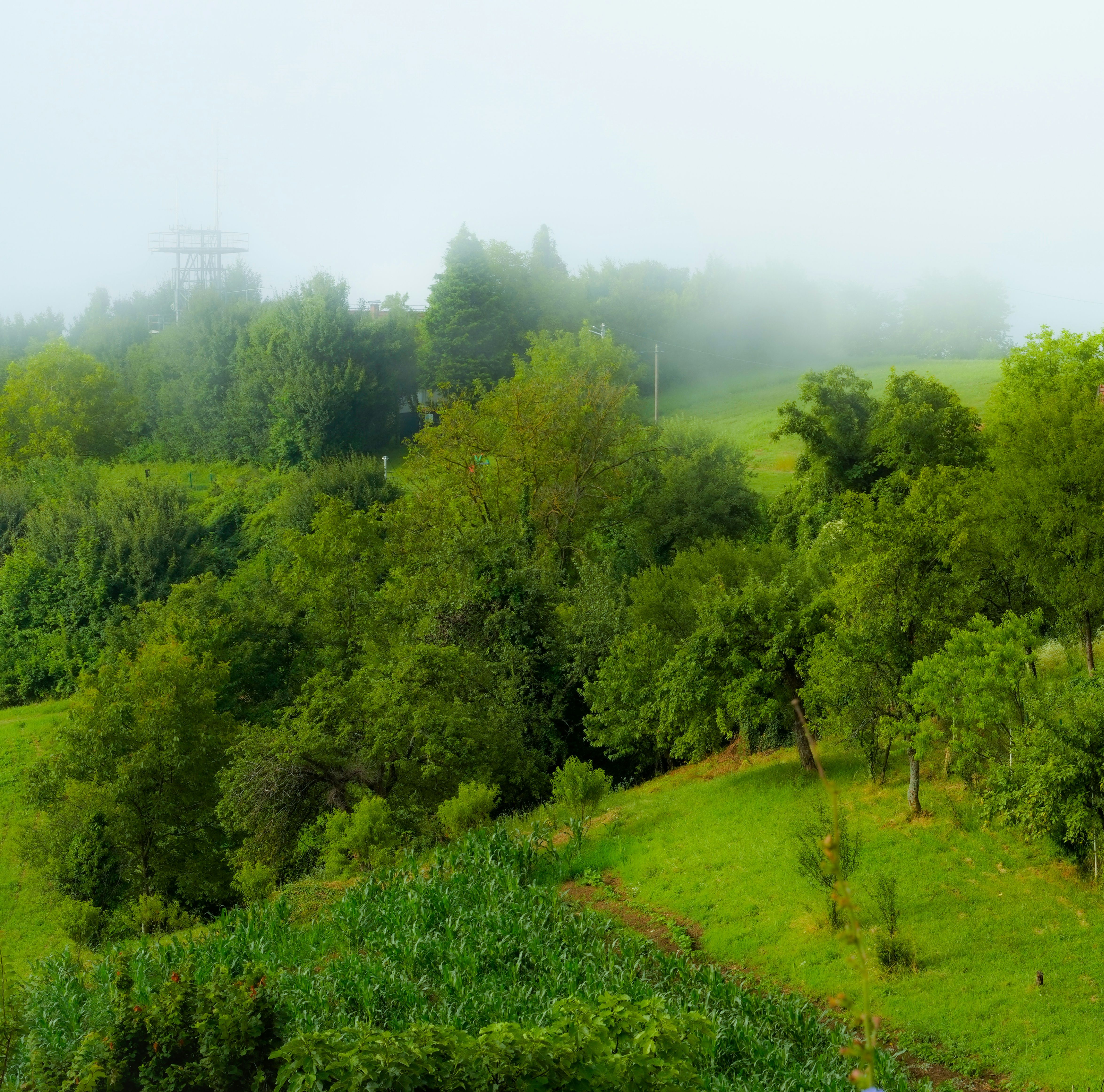 Lush green hills and trees in a foggy Croatian landscape, capturing nature's serene beauty.