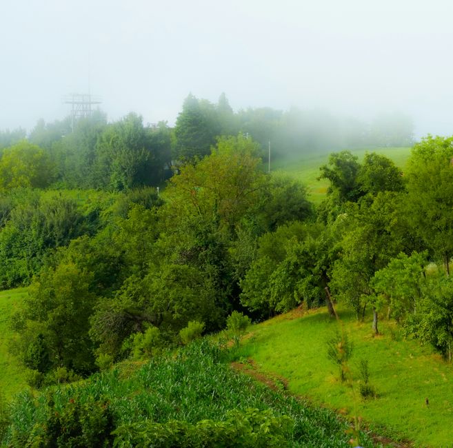 Lush green hills and trees in a foggy Croatian landscape, capturing nature's serene beauty.