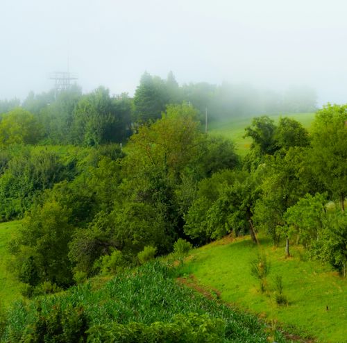 Free Lush green hills and trees in a foggy Croatian landscape, capturing nature's serene beauty. Stock Photo