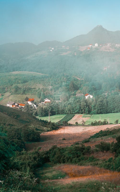 Foto d'estoc gratuïta de arbres, boira, camp