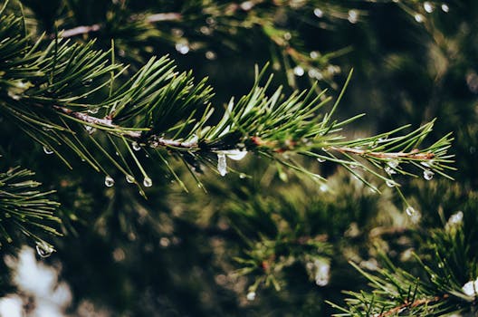 Close-up of wet pine tree needles with raindrops, showcasing nature's delicate beauty.