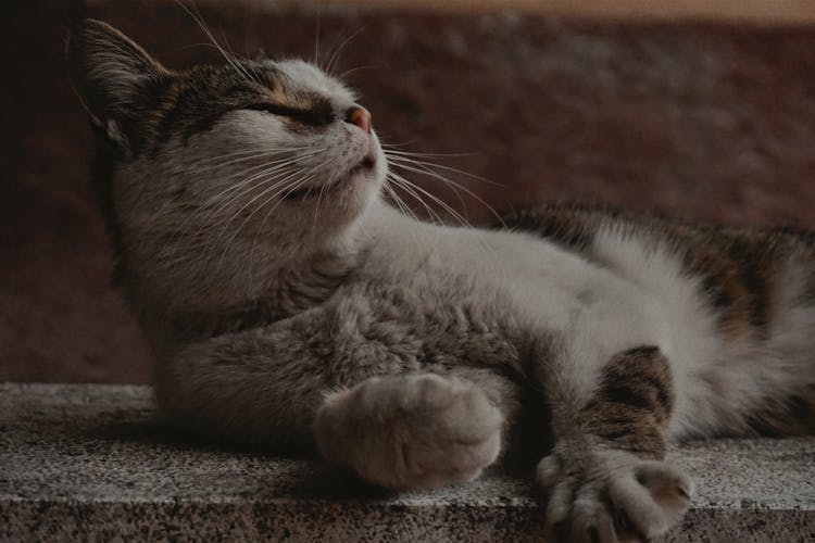 Cat Sleeping On Granite