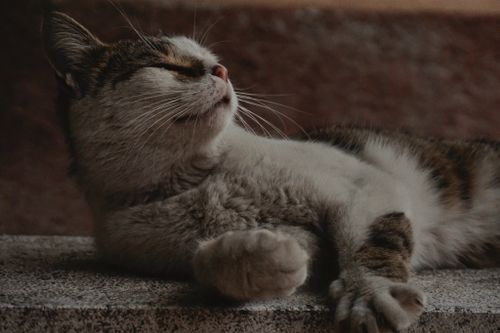 Free A cute domestic cat peacefully sleeping on a granite surface indoors. Stock Photo