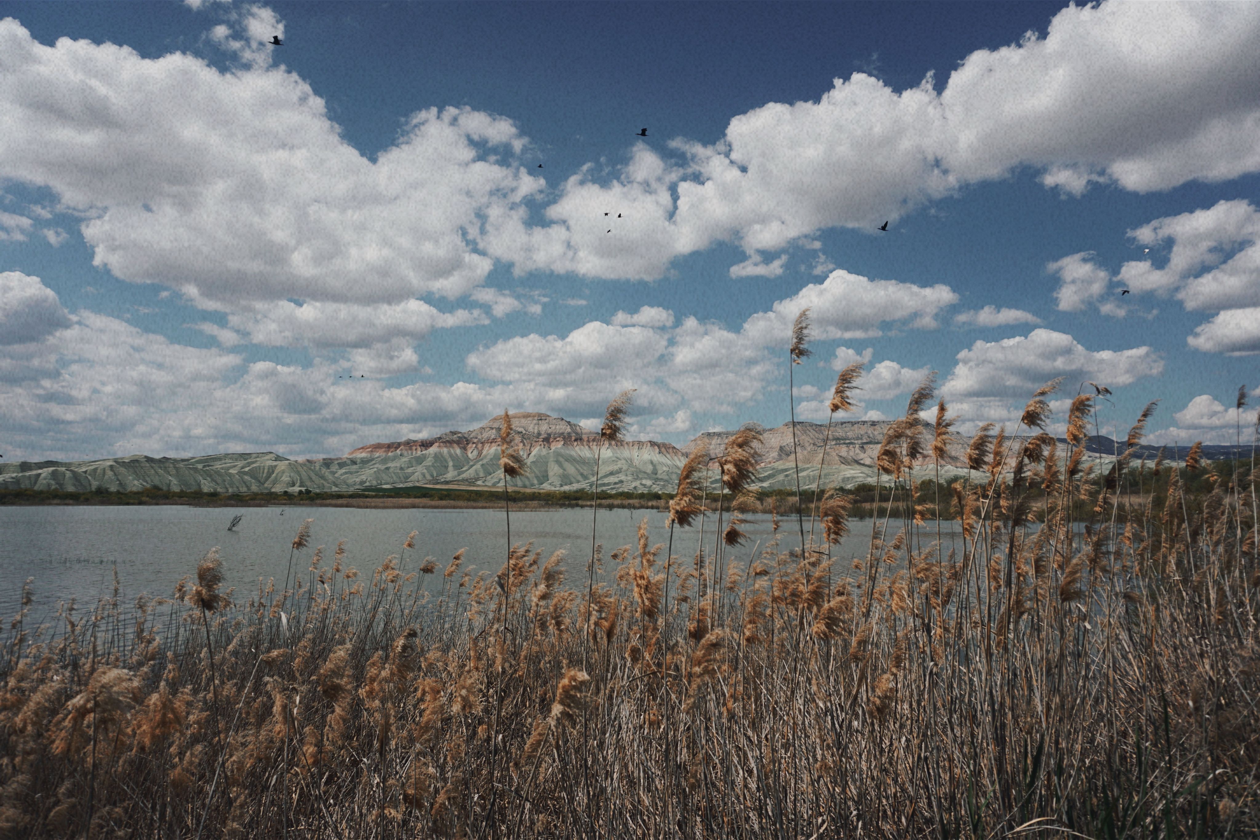 Water Reeds Growing on Lake Shore with View of Mountains · Free Stock Photo