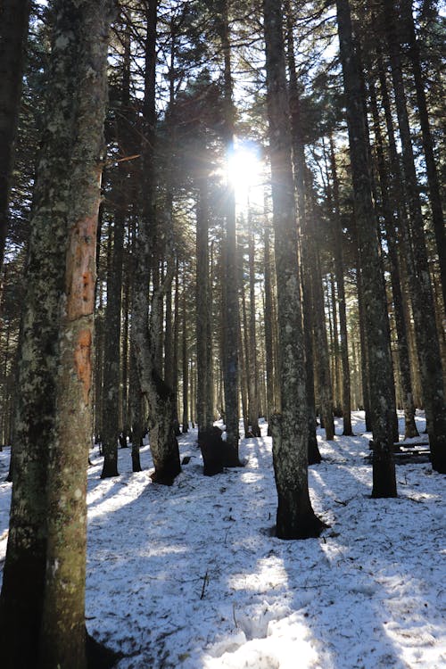 Бесплатное стоковое фото с деревья, деревья лес, зимний день