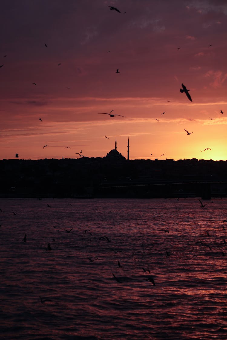 Silhouette Of Birds Flying Over The Sea At Sunset 