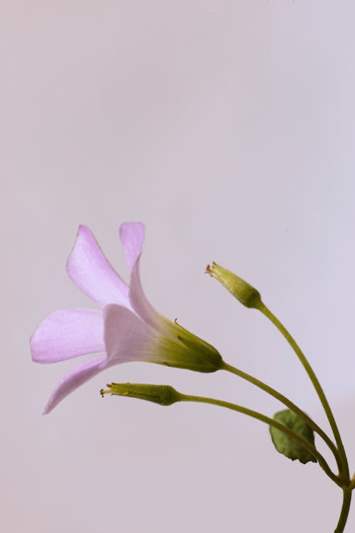 çiçek, menekşe, zambak içeren Ücretsiz stok fotoğraf