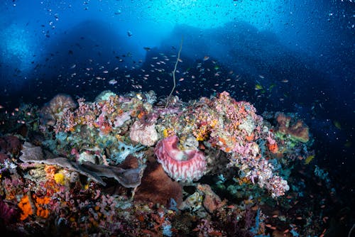 Immagine gratuita di barriere, corallo, fotografia subacquea