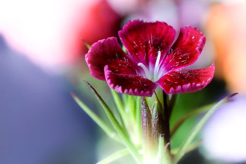Kostenloses Stock Foto zu makro, wildblume