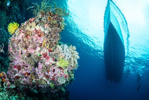 Immagine gratuita di fotografia subacquea, immersione profonda, indonesia