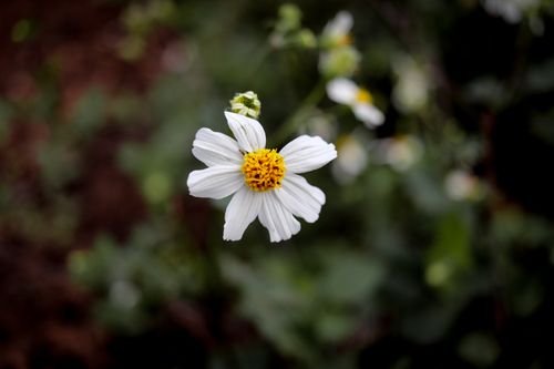 Free Beautiful chamomile flower in bloom with a soft green garden backdrop. Stock Photo