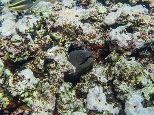 Fish on Seabed