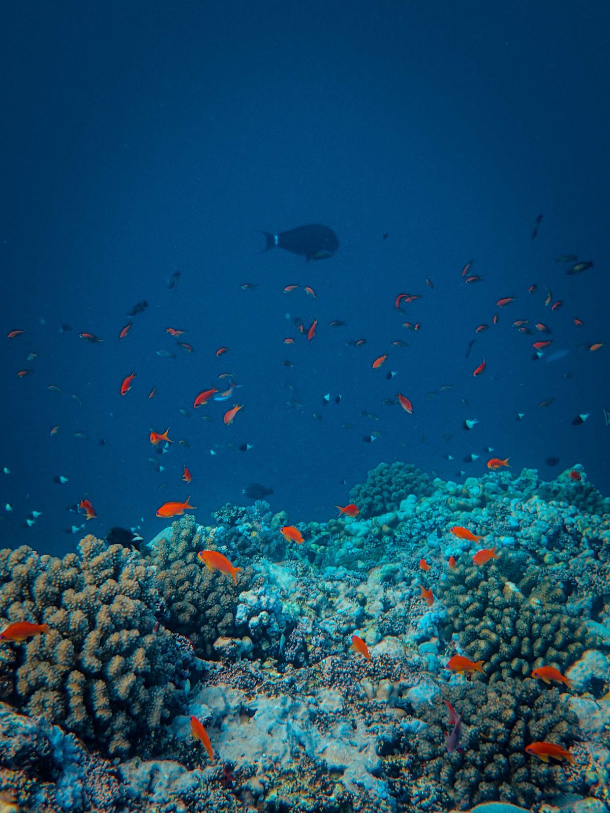 Fish swimming above a coral reef in blue water.