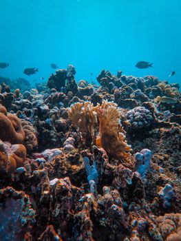 Colorful coral reef teeming with marine life beneath clear blue waters.
