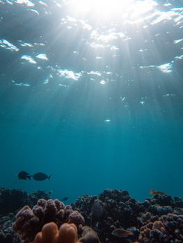 Explore the beauty of a sunlit underwater coral reef teeming with diverse sea life.