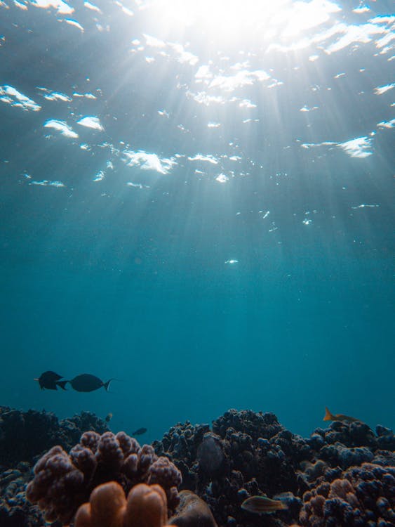 Foto profissional grátis de coral, embaixo da água, luz do sol