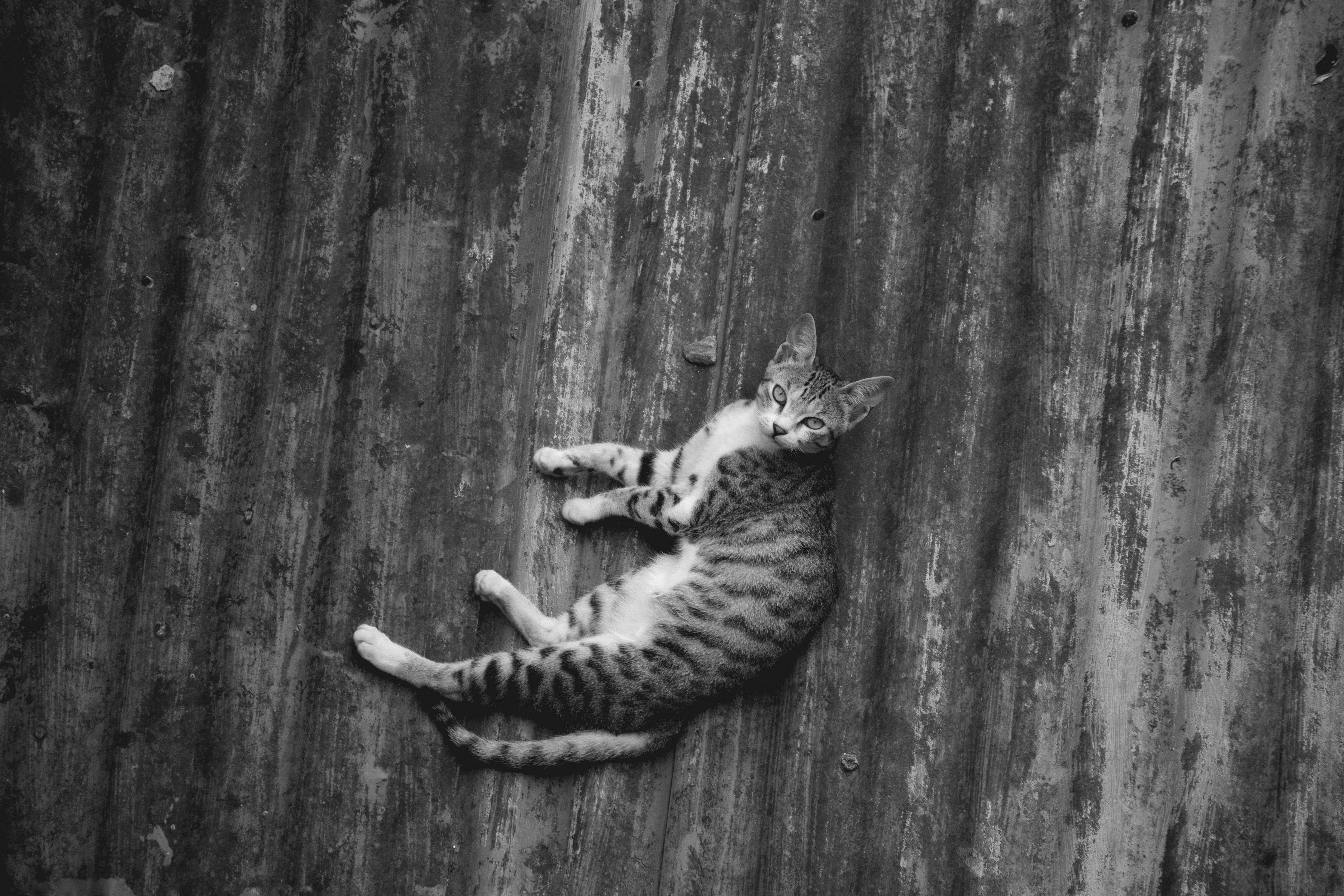 Black and White Photo of a Young Tabby Cat Lying on a Floor · Free ...