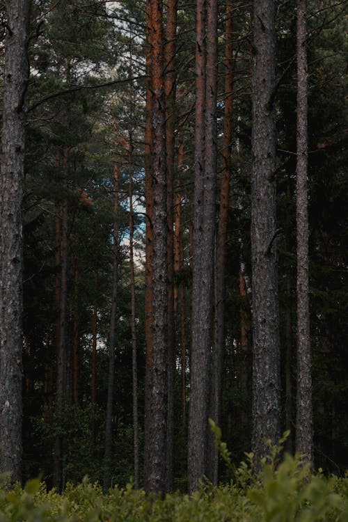 Gratis stockfoto met bomen, Bos, diep