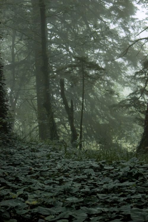 Free Lush misty forest pathway enveloped in serene natural beauty. Stock Photo