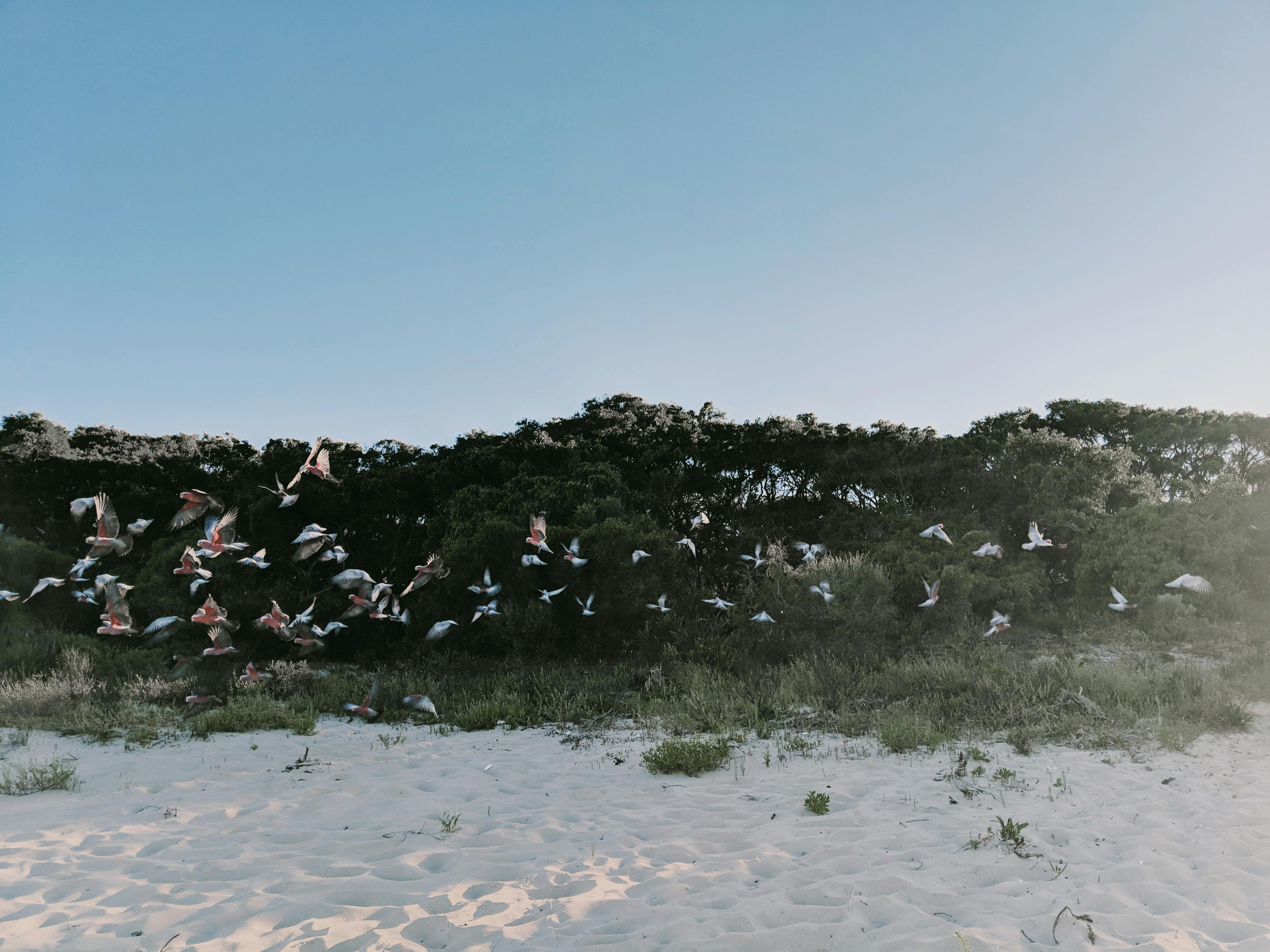 在西澳大利亚州鹰湾的沙质海岸上空，一群鸟在晴朗的蓝天下翱翔