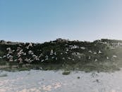 一群鸟儿在晴朗的蓝天下翱翔在西澳大利亚鹰湾的沙滩上