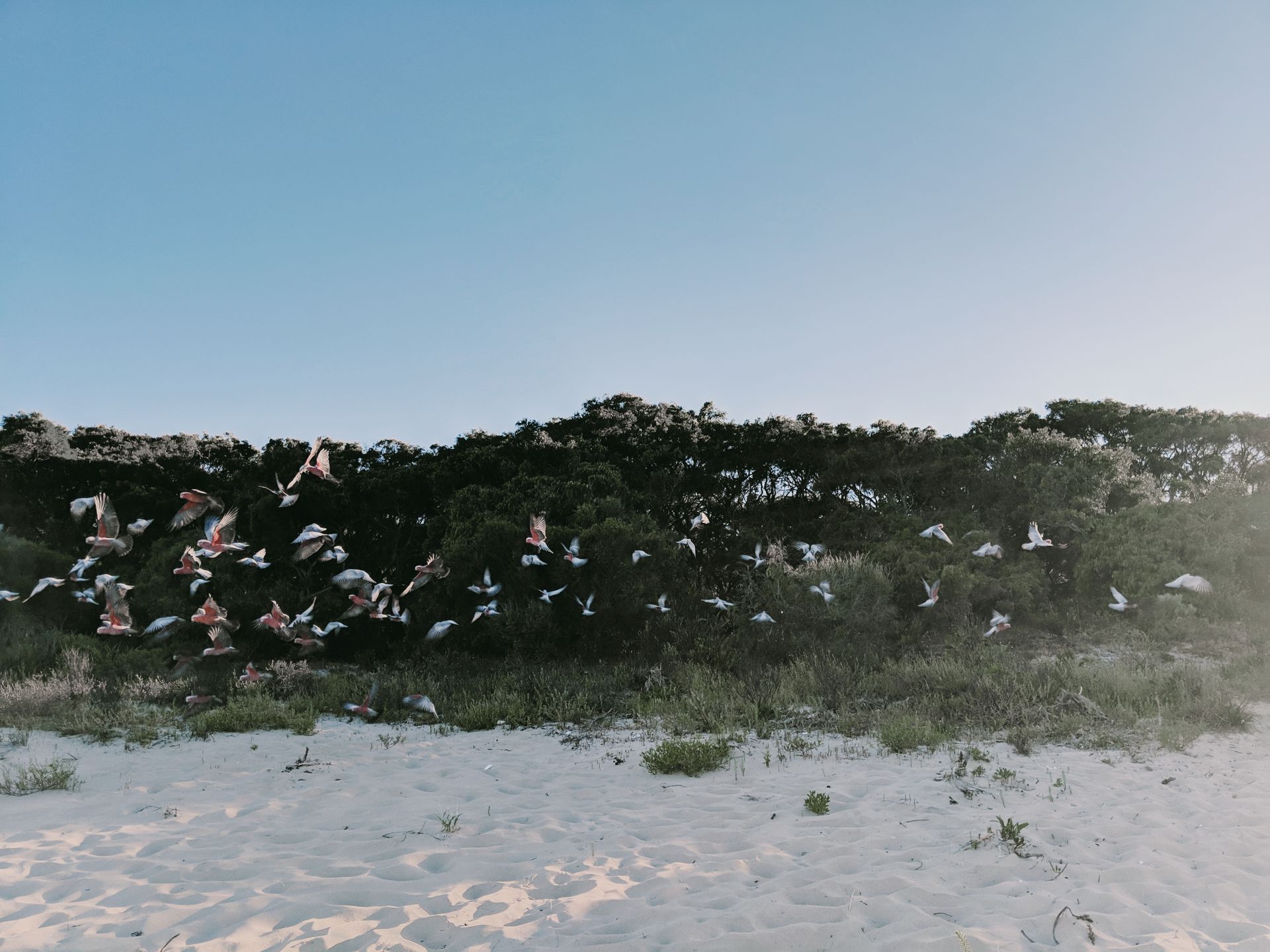 A flock of birds soaring over the sandy shore at Eagle Bay, Western Australia, under a clear blue sky.