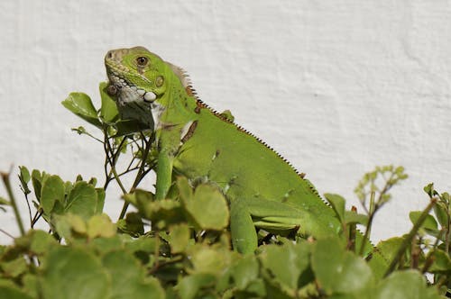 Imagine de stoc gratuită din iguană, iguana verde, mediu