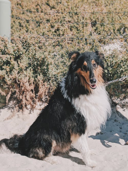 Free Adult White And Black Rough Collie  Stock Photo