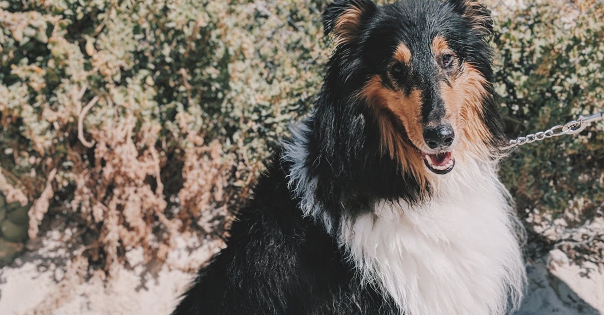 Adult White And Black Rough Collie · Free Stock Photo