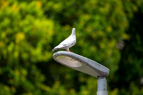 Close-up of a Pigeon Sitting on a Lamppost 