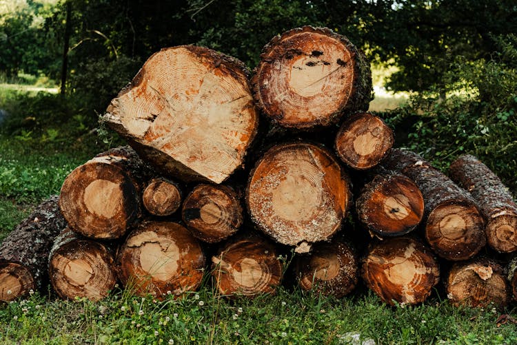 Logs Of Wood