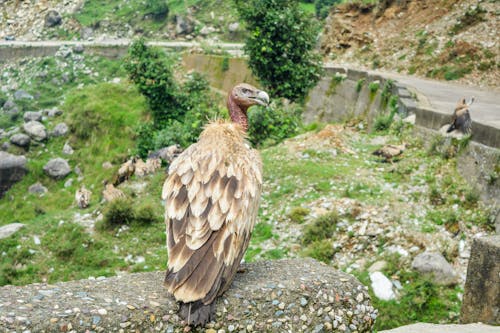 Vulture on Side of Road