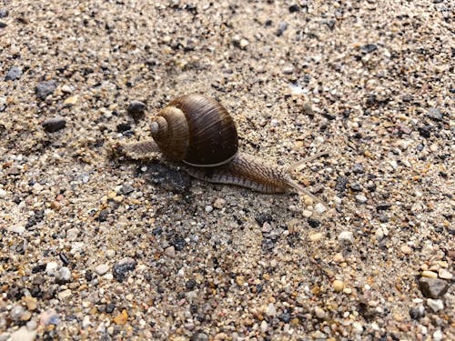 Close-up of a Snail 