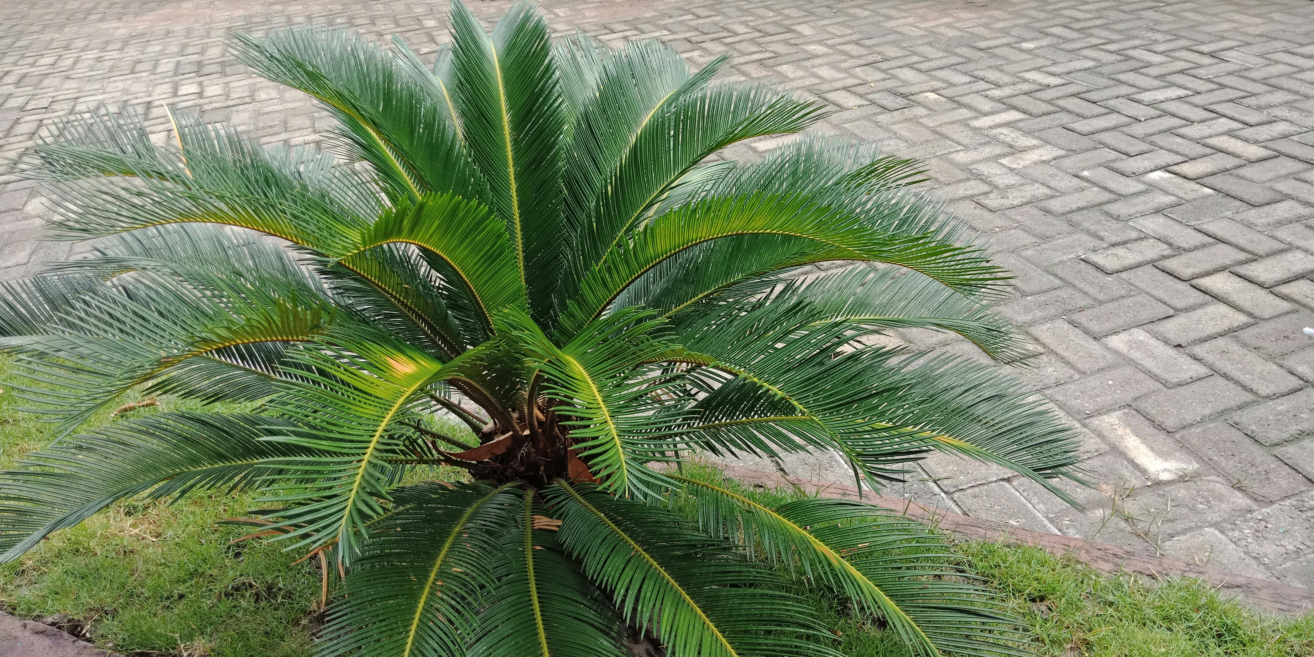 Poze Roz Floare Natură Romantic Dulce Fundal Tapet Petală