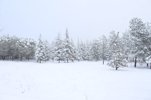Photos gratuites de arbres, beaucoup de neige, clairière