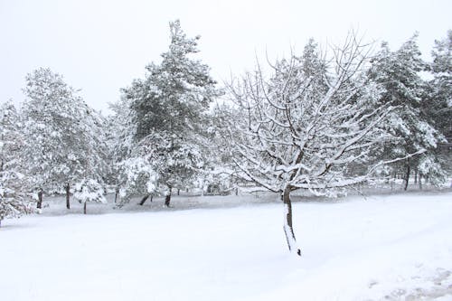 Darmowe zdjęcie z galerii z drzewa, duże opady śniegu, mroźny