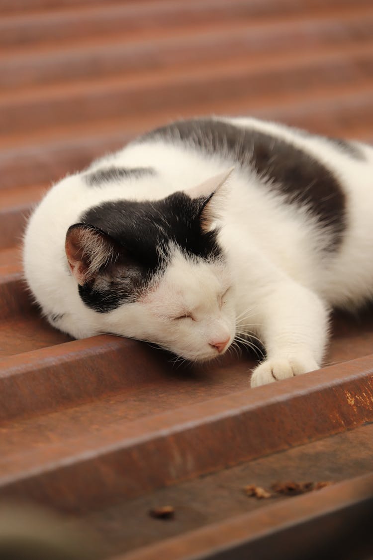 Cat Sleeping On Metal Roof