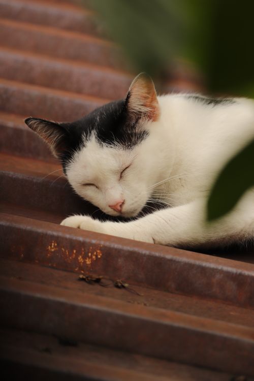 Free A serene image of a black and white cat sleeping on outdoor stairs, bathed in soft sunlight. Stock Photo