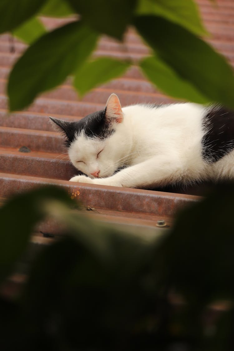 A Cat Sleeping Outdoors