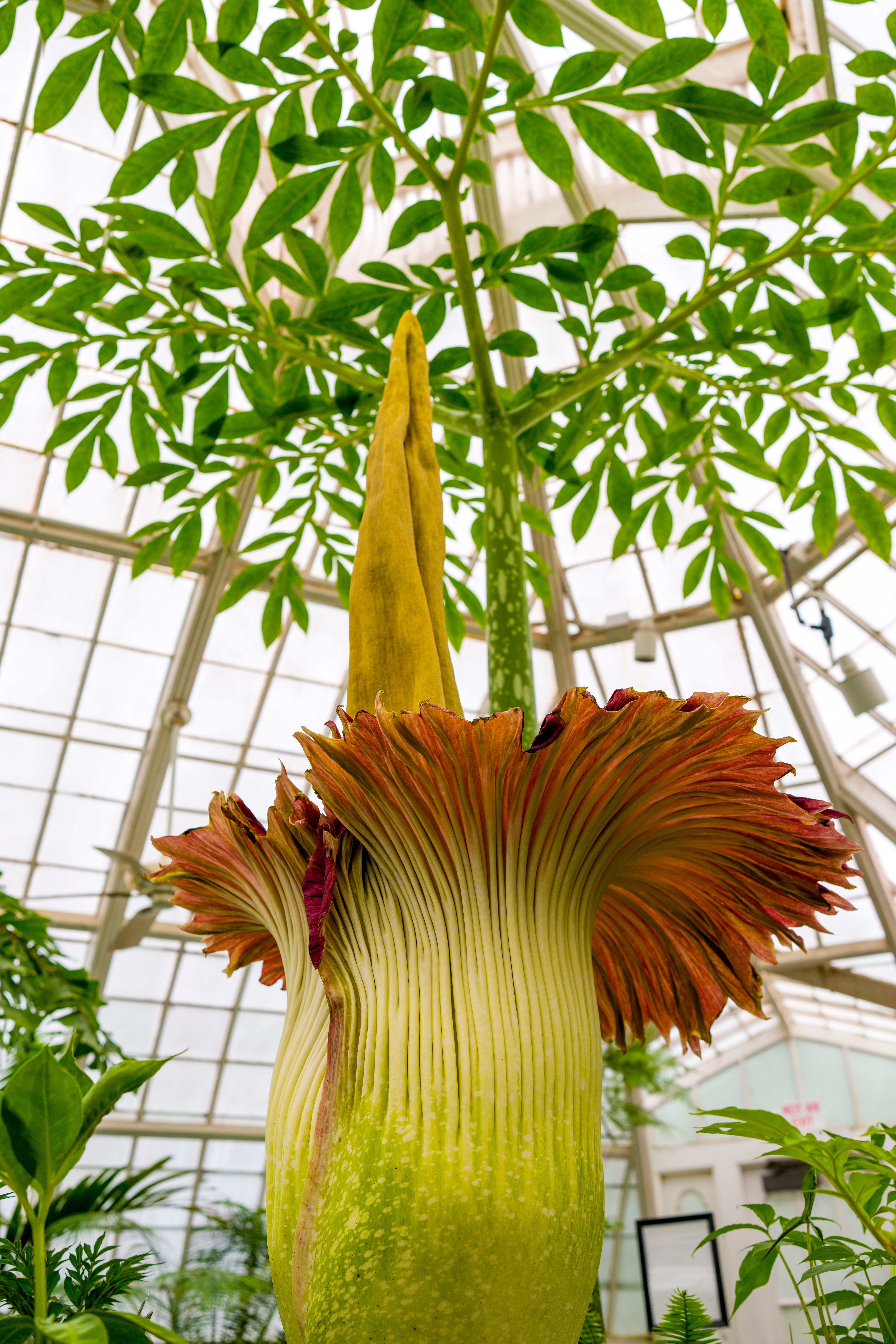 Titan arum Plant