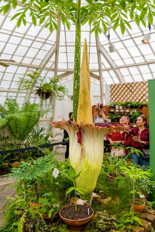 Ingyenes stockfotó amorphophallus titanum, emberek, gyárak témában