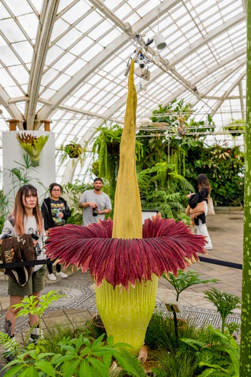 Ingyenes stockfotó amorphophallus titanum, emberek, függőleges lövés témában